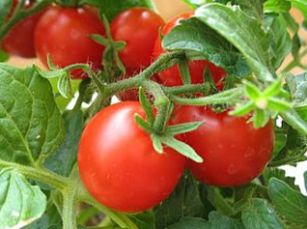 Pomidorų sodinimas
